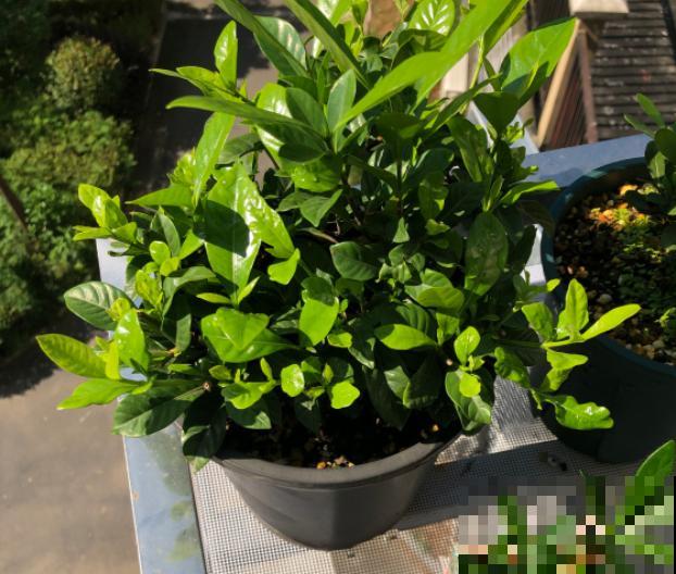 家里有这4种花，现在千万别修剪，剪了就不开花了！