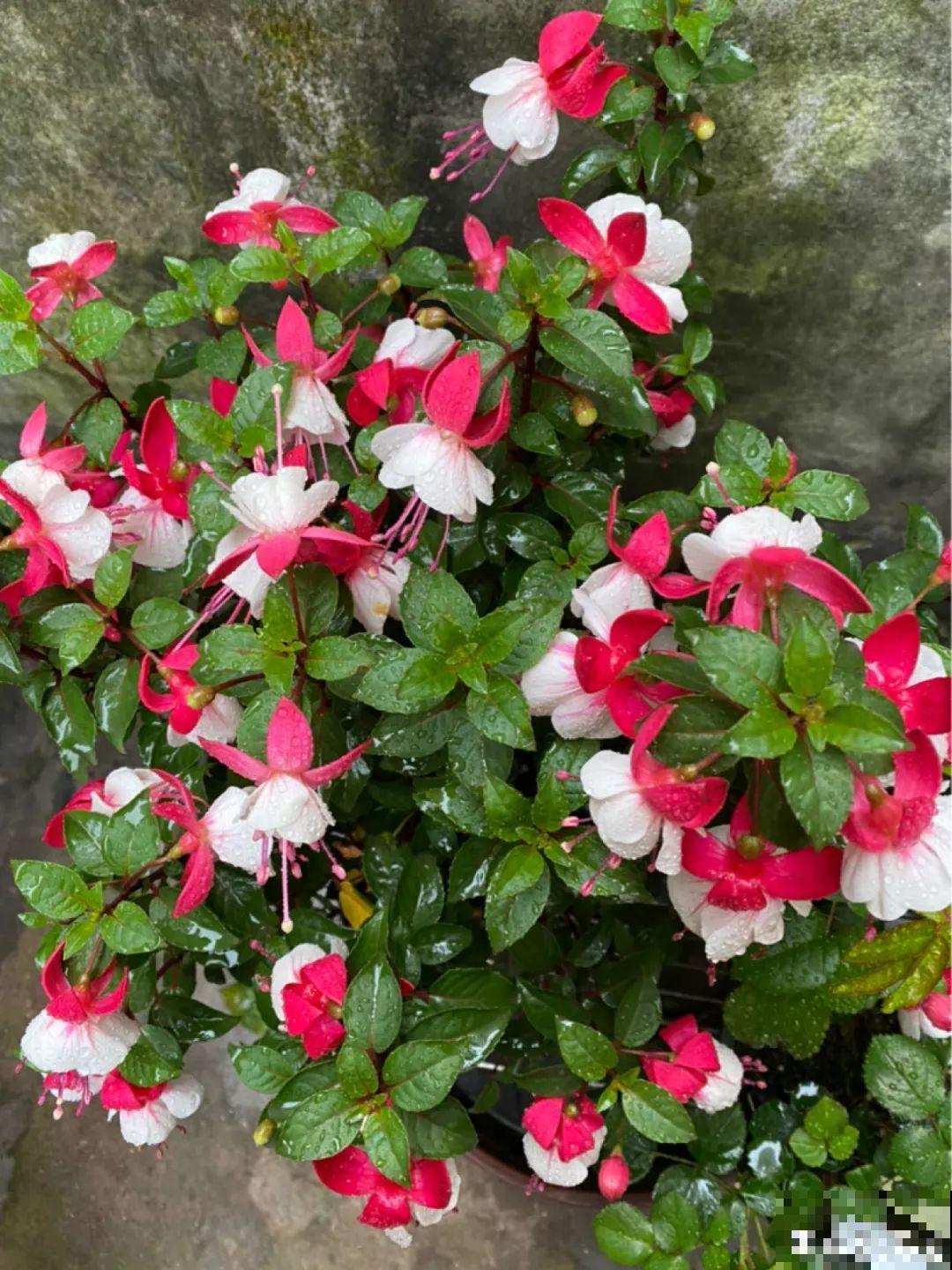 公认难养的花,养一盆死一盆,从来没有养活过! 公认难养的花,养一盆死一盆,从来没有养活过!