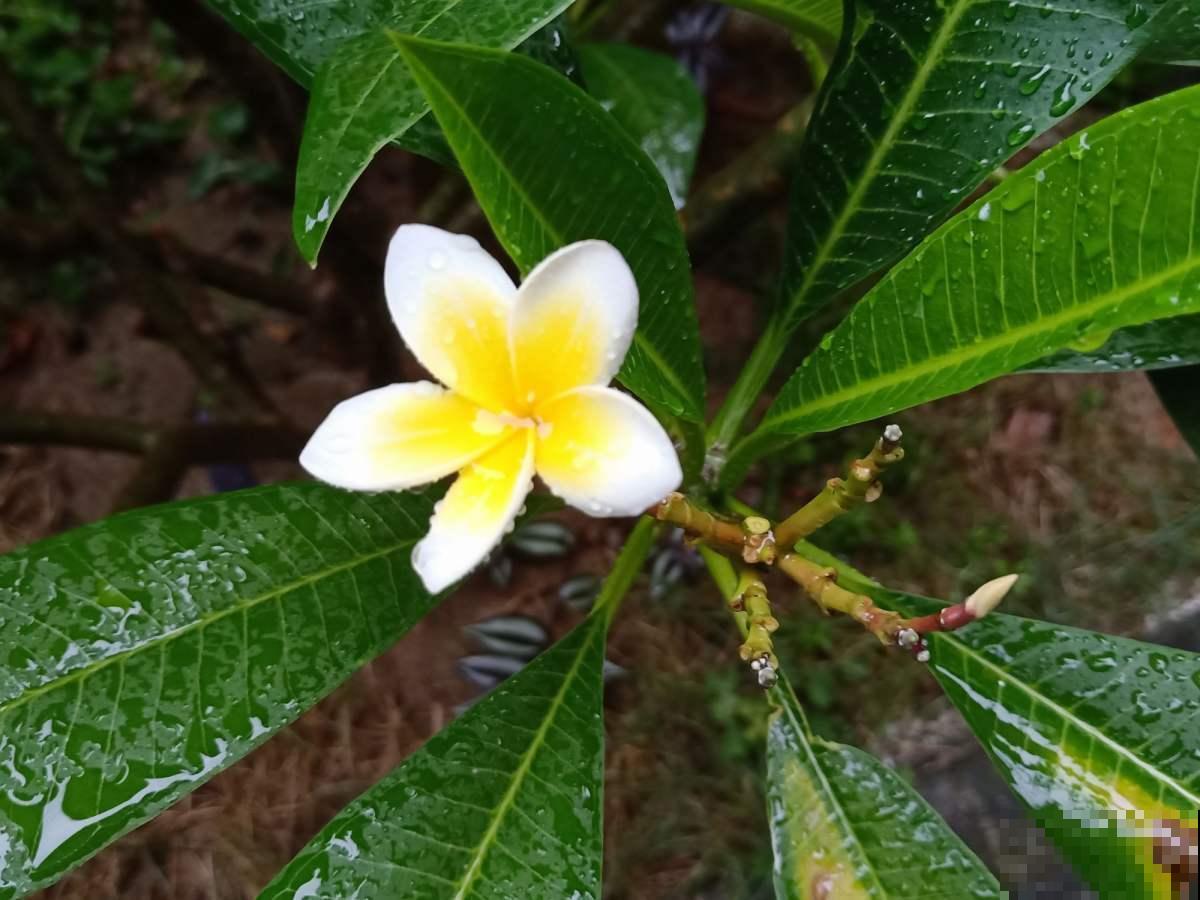 5种新颖的花，邻居没见过，养了你就被羡慕吧！