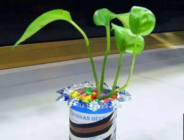 旧筷子、老干妈瓶，都是养花宝贝，做盆浇水都能用！