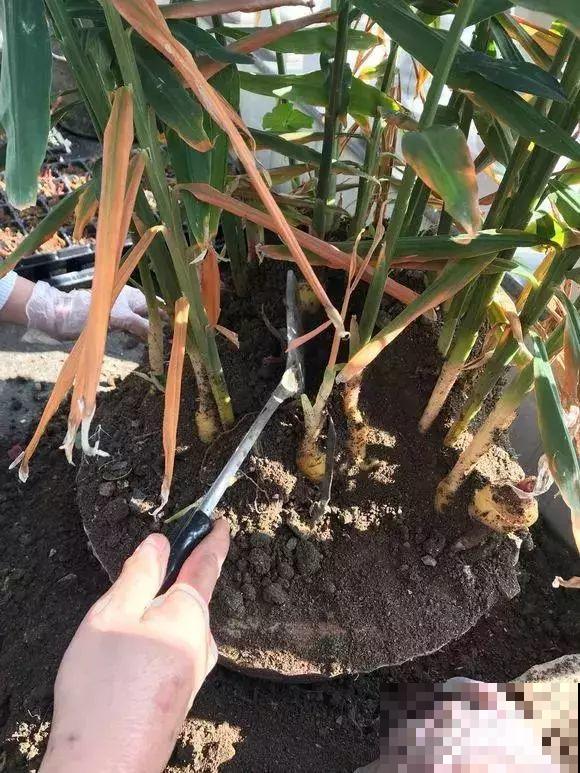 秋天养这4种菜，长得快、结果多，一茬茬吃不完！