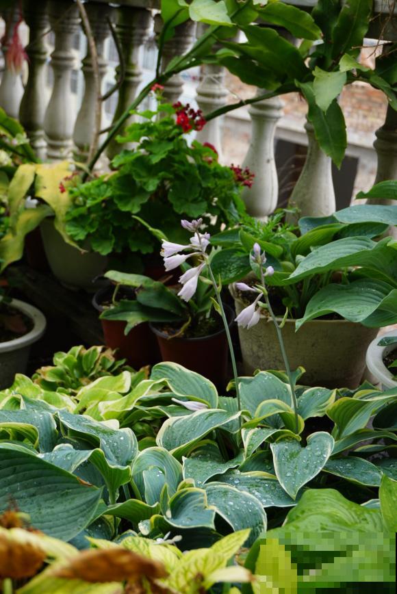 秋天就适合种草,叶子五彩斑斓,比月季三角梅都好看! 秋天就适合种草,叶子五彩斑斓,比月季三角梅都好看!