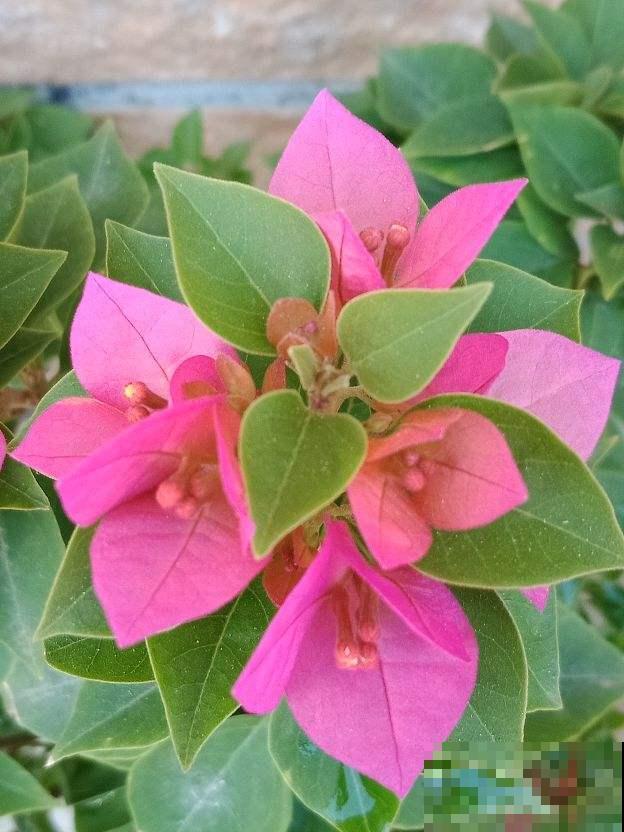 养花形成的8个习惯,听说超级准,你中了几条? 养花形成的8个习惯,听说超级准,你中了几条?