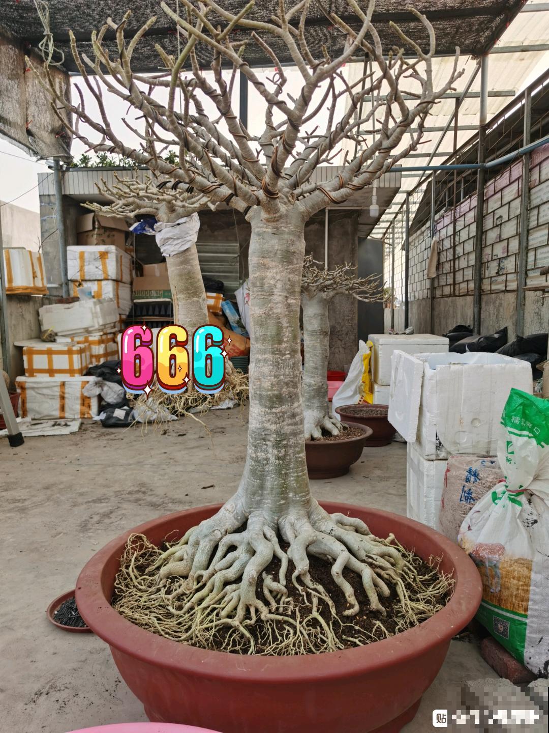 沙漠玫瑰太能长，足足100斤，1个人差点搬不动！