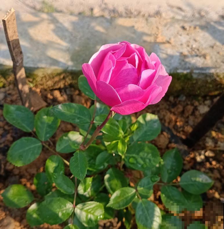 藤本月季,天使安吉拉,一年四季花开满墙! 藤本月季,天使安吉拉,一年四季花开满墙!