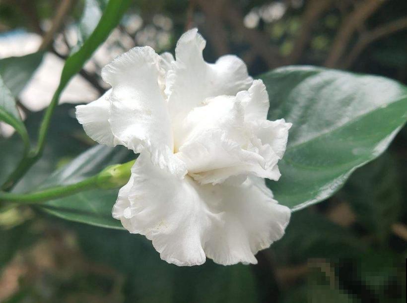 名字怪异的狗牙花,花开雪白,花花表示心疼! 名字怪异的狗牙花,花开雪白,花花表示心疼!