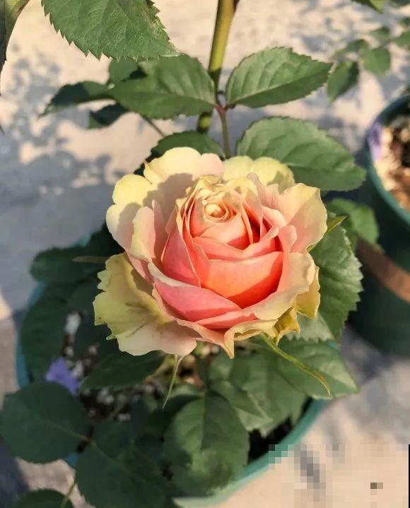 我在公司养300盆花，老板没批评，还帮忙拍照！