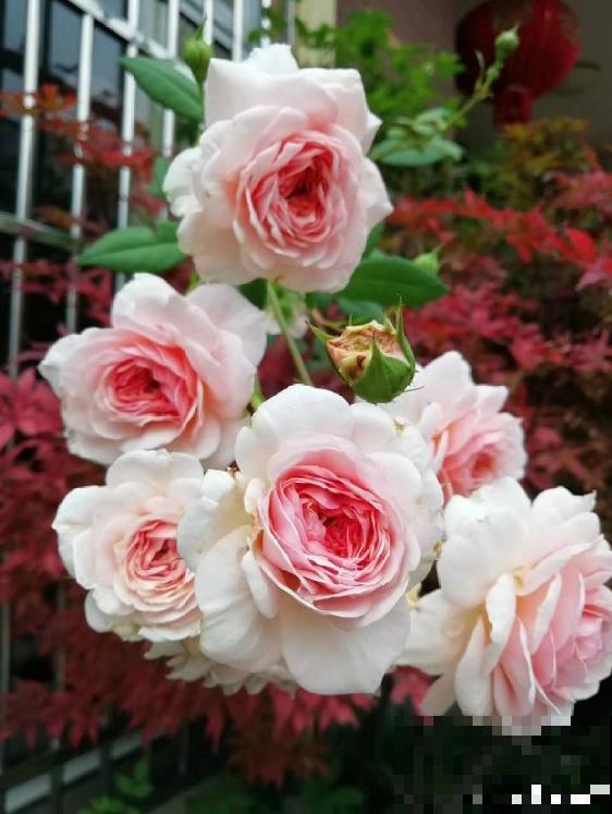 10种月季枝条太软，大家都说垂头，结果吊起来养超惊艳！