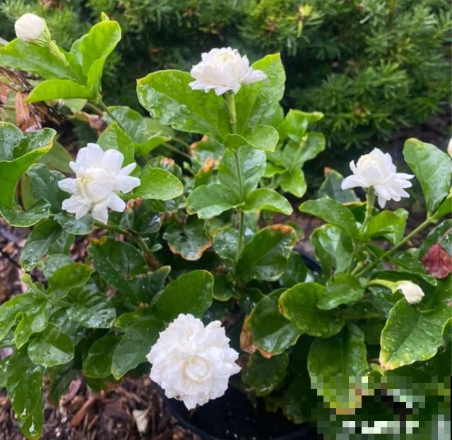 20种花,天凉了赶紧剪,来年开花有多又艳! 20种花,天凉了赶紧剪,来年开花有多又艳!