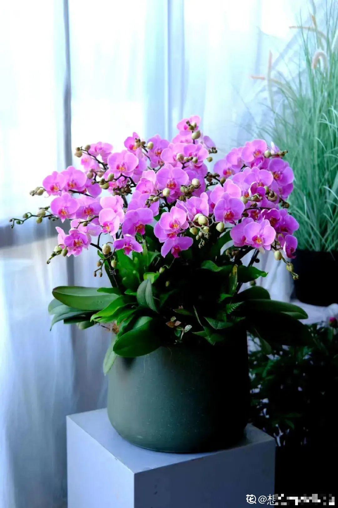 今年最火网红花，一次能开4个月，枝条挂满花蝴蝶！