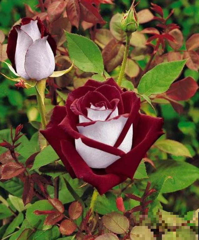 16种奇花异草,随便挑一个,你都没见过! 16种奇花异草,随便挑一个,你都没见过!