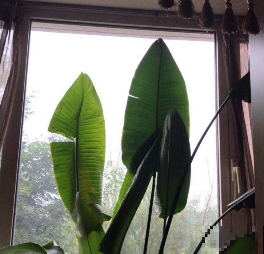 高大威猛的旅人蕉,室内养一盆,热带风情满满! 高大威猛的旅人蕉,室内养一盆,热带风情满满!