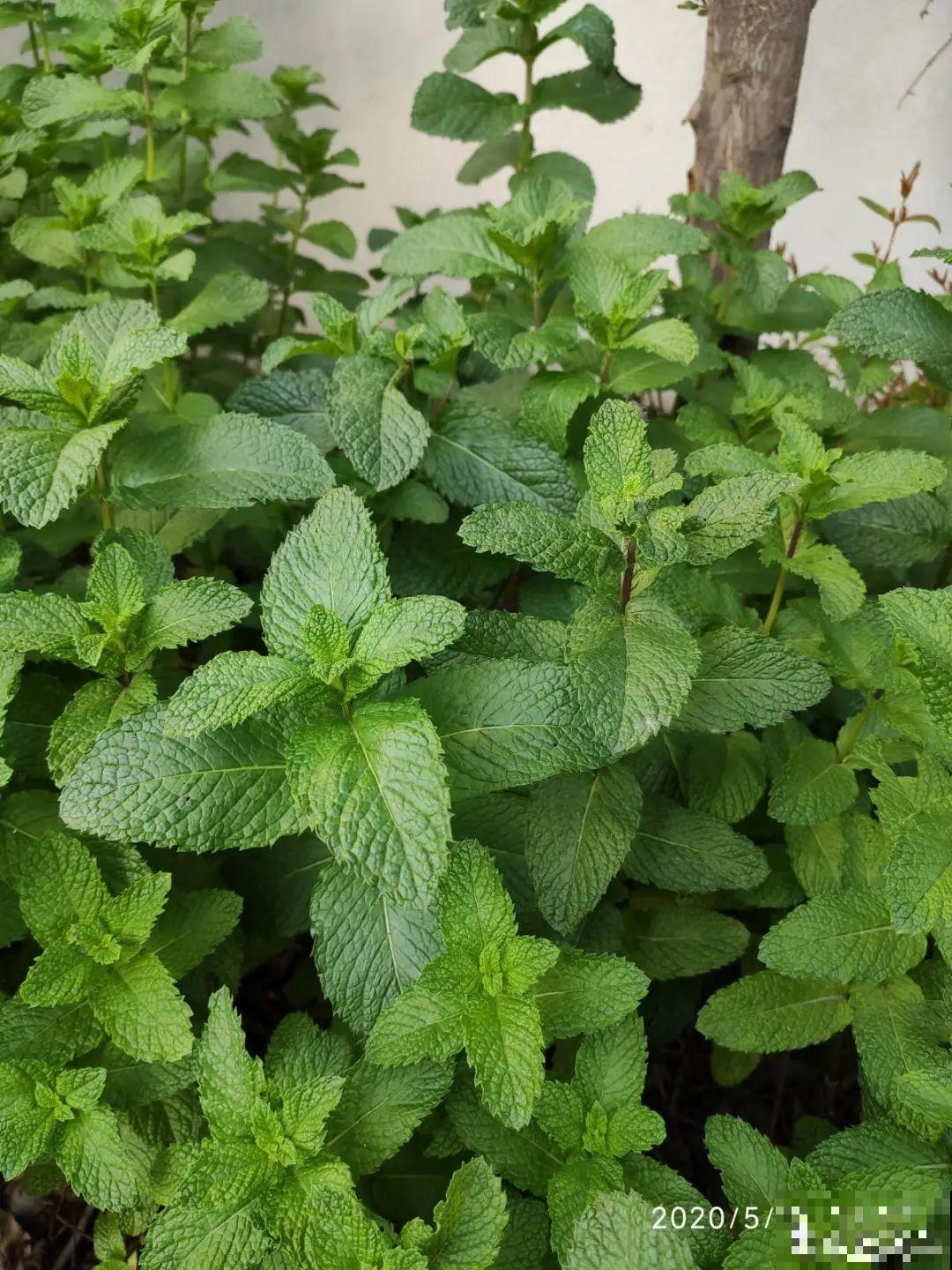 9种花最适合养厨房，去腻吸油烟，香味满屋子！