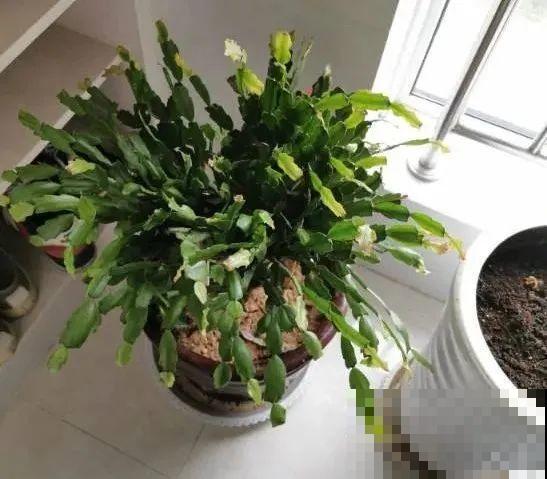 秋老虎来了，9种花进入“死期”，切莫大意！