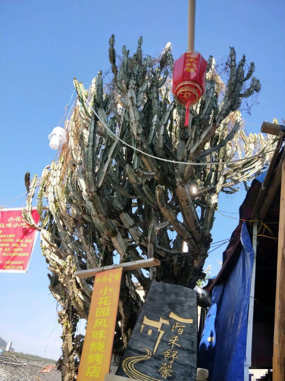 30层楼高开满三角梅,变成空中花园,太美了! 30层楼高开满三角梅,变成空中花园,太美了!