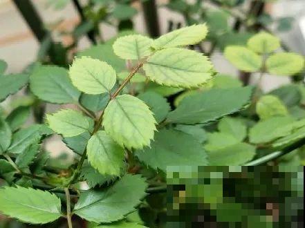 缺肥的7大表现，看清楚，再对症施肥！