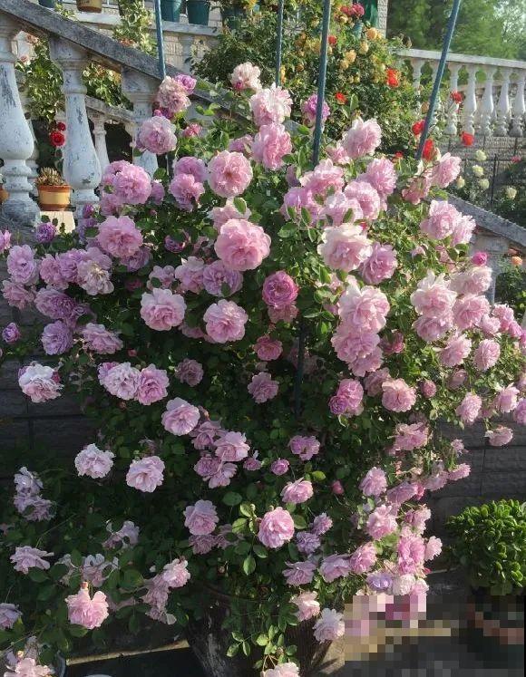 捡了3个大水缸，种上这几种花，放门口太霸气了！