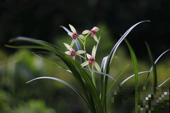 兰花入手的最佳时期,选这6个品种,便宜好活开花勤! 兰花入手的最佳时期,选这6个品种,便宜好活开花勤!