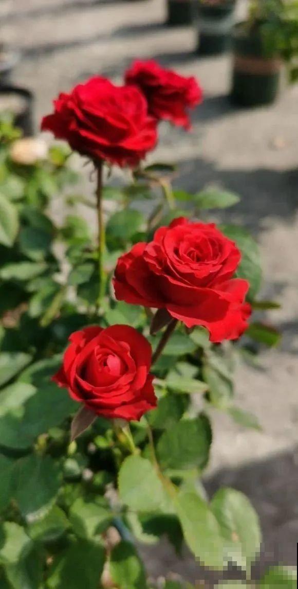 我在公司养300盆花，老板没批评，还帮忙拍照！