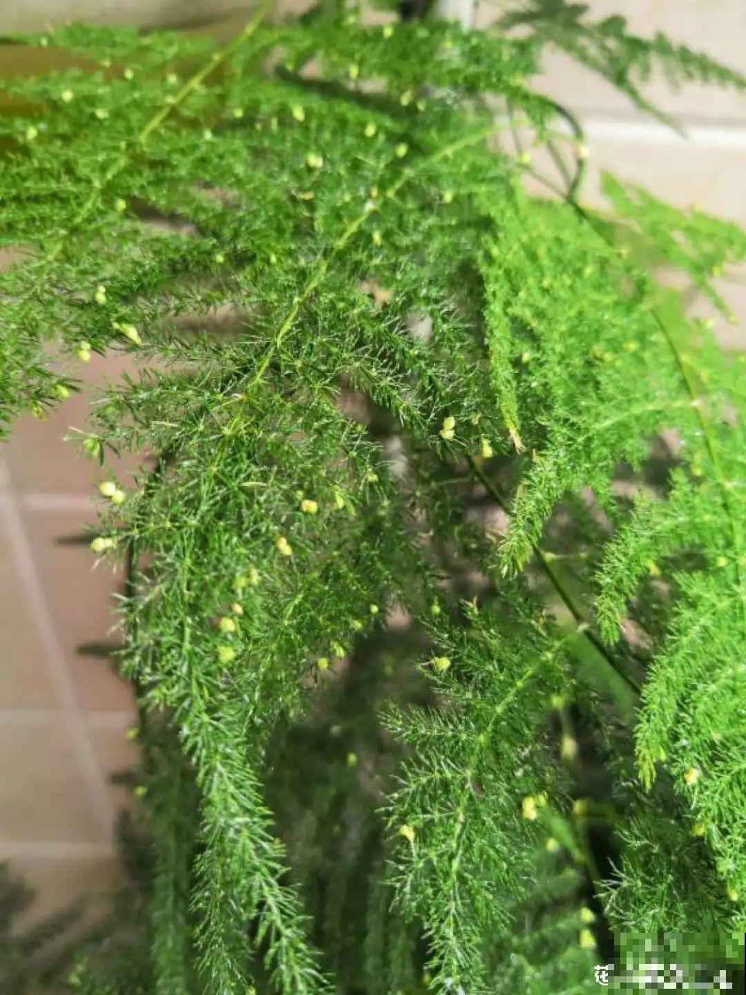 龟背竹是“吸废气”高手，家里放一盆，门窗紧闭也能空气清新！