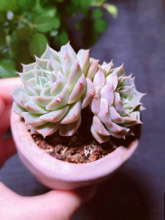 多肉这么养,才能养的白白胖胖,10年不烂根 多肉这么养,才能养的白白胖胖,10年不烂根