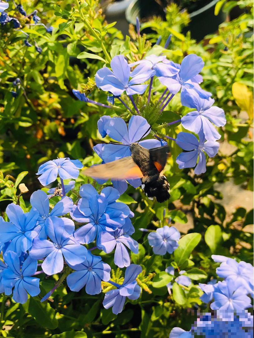 青鸟花,被束缚住的“蜂鸟”,美得太逼真! 青鸟花,被束缚住的“蜂鸟”,美得太逼真!