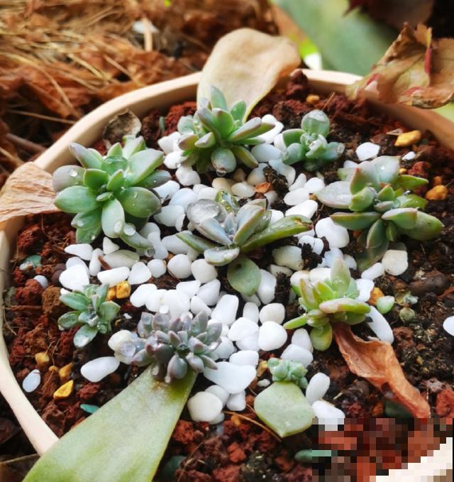 多肉叶插方法详解,一片叶子,就能让你变大户! 多肉叶插方法详解,一片叶子,就能让你变大户!