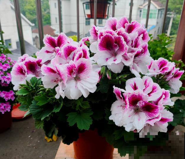 天竺葵最美的20个品种,不养一盆,对不起自己! 天竺葵最美的20个品种,不养一盆,对不起自己!