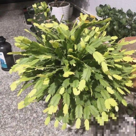 养蟹爪兰，重要的是一个“掐”字，花苞冒不停