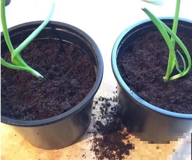 秋天养这4种菜，长得快、结果多，一茬茬吃不完！