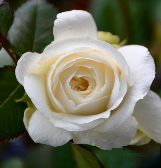 永远系列月季,个个都是经典品种,养一次就上瘾! 永远系列月季,个个都是经典品种,养一次就上瘾!