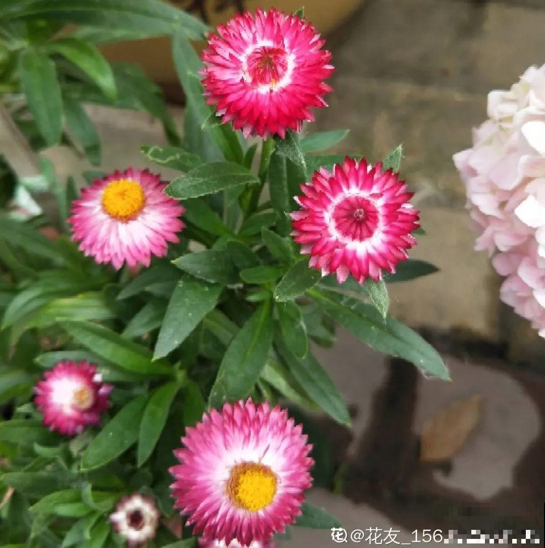 把花剪下来，倒挂几天风干，就能变成永生花！