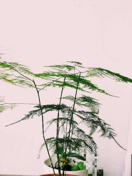 入秋后要及时修剪，不然6种花越长越丑