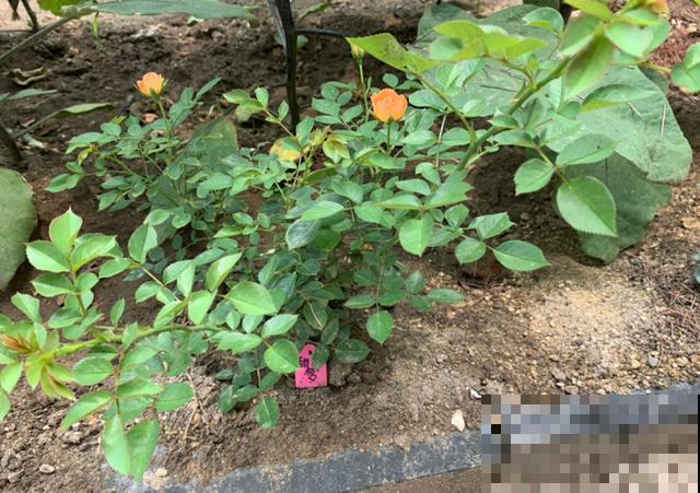 生活在于折腾,养花就是无休止的折腾,并且乐此不疲! 生活在于折腾,养花就是无休止的折腾,并且乐此不疲!