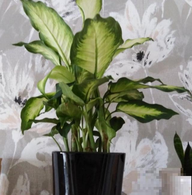 绿植“贵族”银皇后,净化空气超棒,烟友必备! 绿植“贵族”银皇后,净化空气超棒,烟友必备!