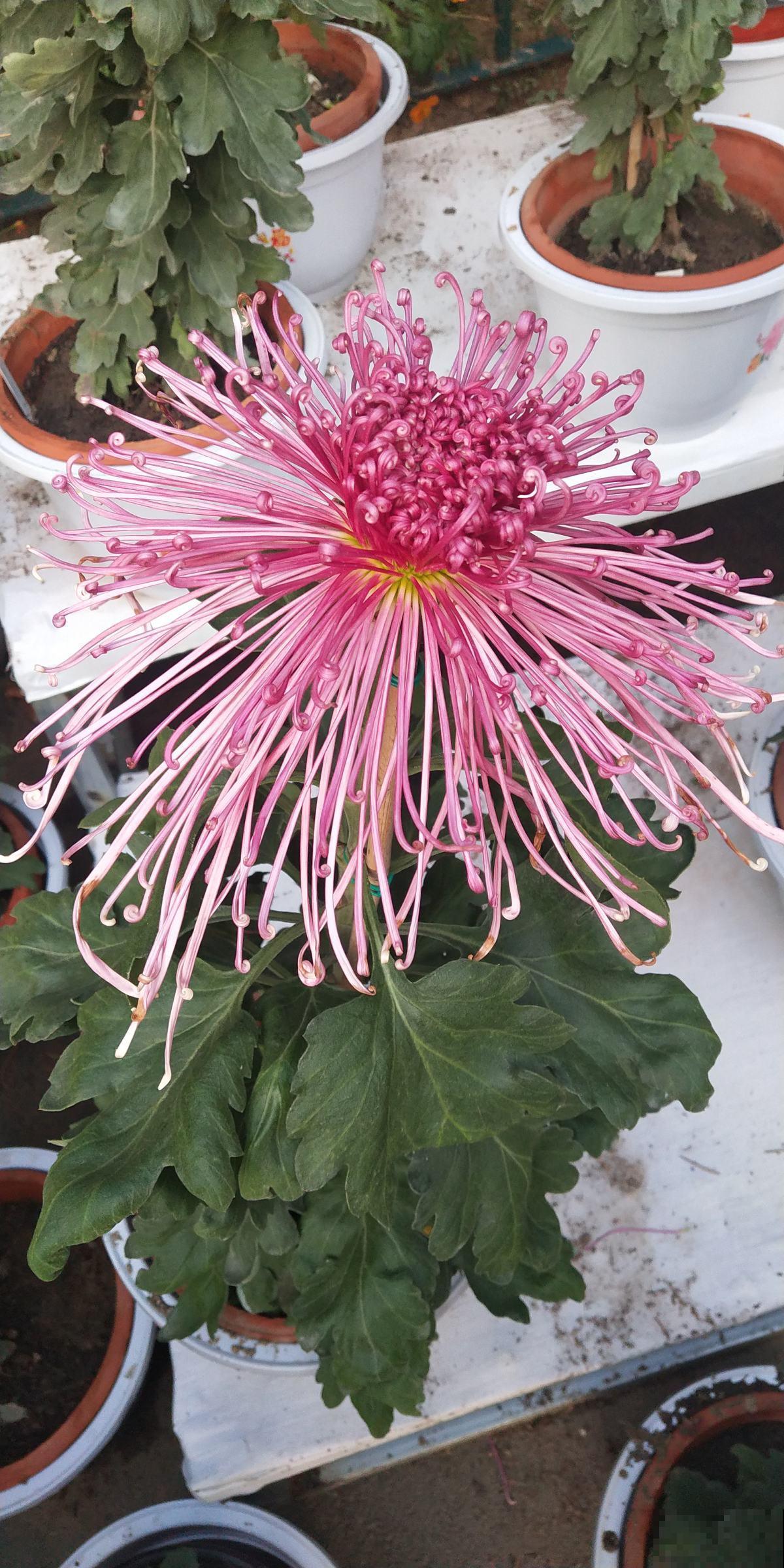 教你6招，买来的菊花能养好几年，超级简单好用！