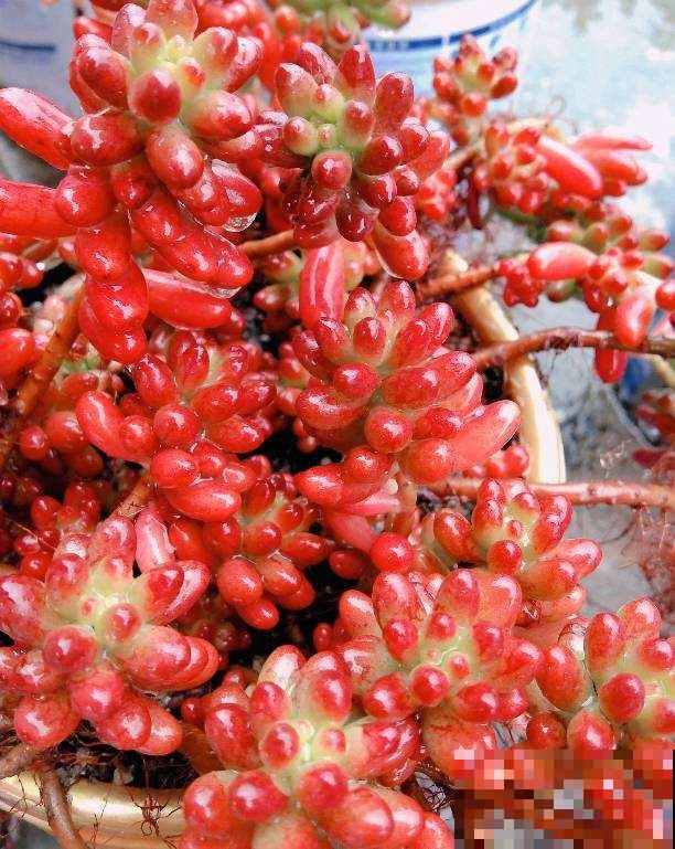 多肉叶插方法详解,一片叶子,就能让你变大户! 多肉叶插方法详解,一片叶子,就能让你变大户!