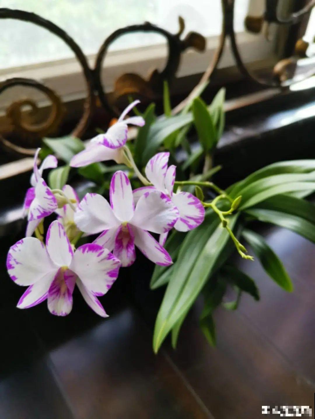 1种花名字美翻天，开花时间长，花量超大