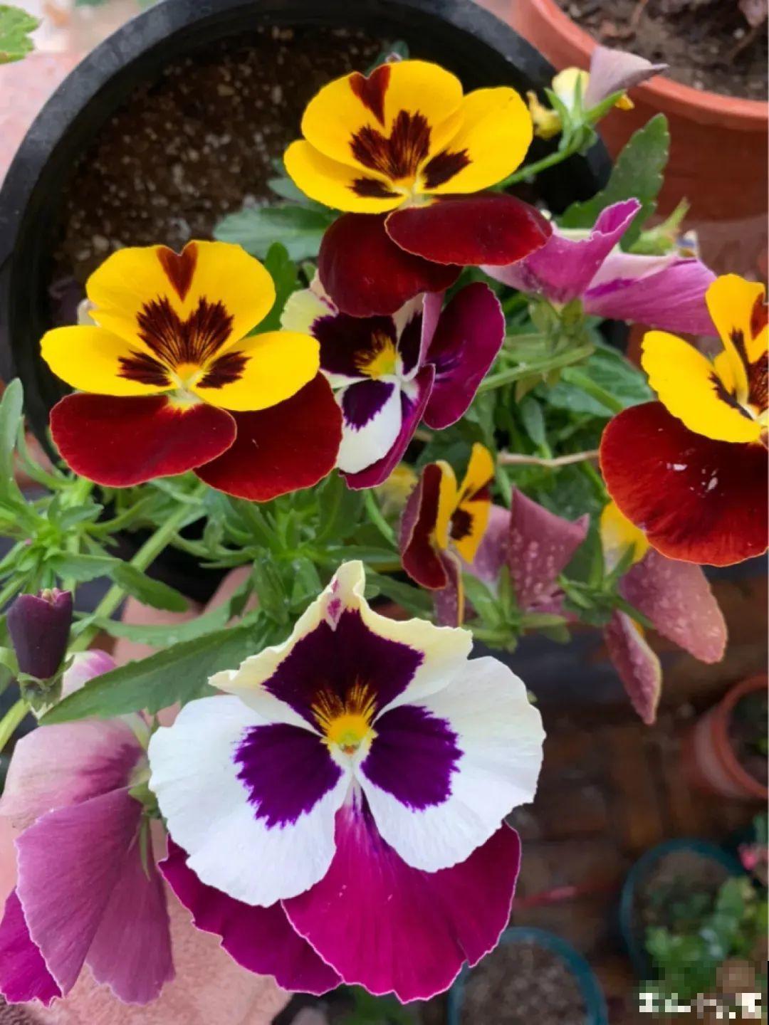 三色堇简直是开花机器，一盆能开3个色，阳台开出花彩虹！