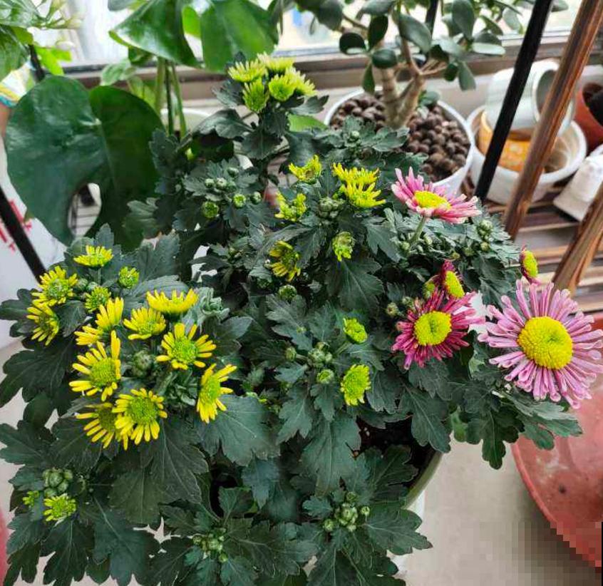 小巧霸气的女王菊，品种众多，养在阳台特美！