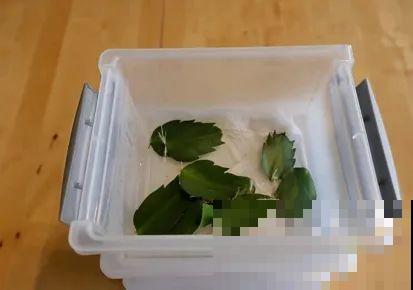 扦插有啥难？1根吸管，插活6盆花，太简单了！