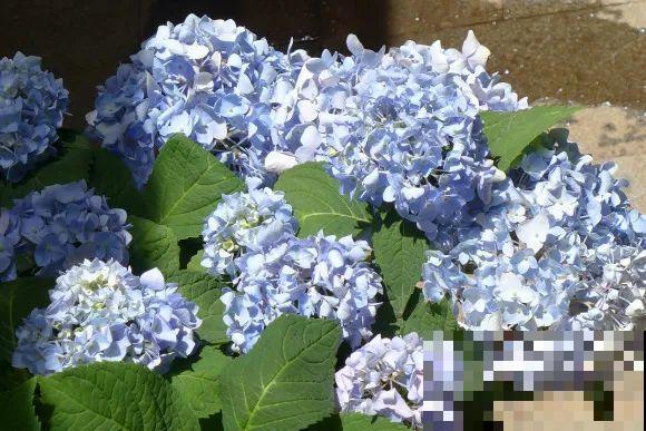 秋天的院子,养点喜欢的花,乐得自在 秋天的院子,养点喜欢的花,乐得自在