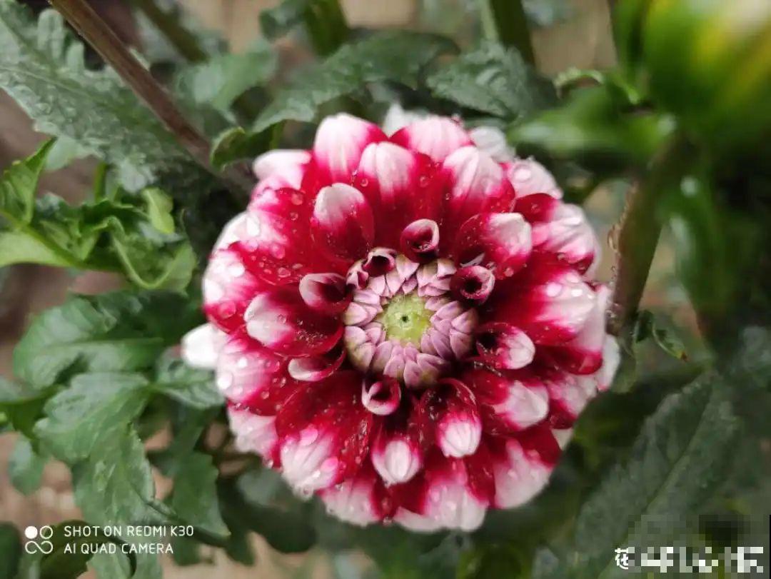 9月生日花，又美又香，寓意极好！