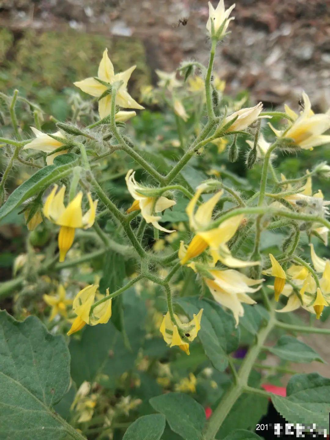 农村养出的“宝藏”花,精致可爱,一点也不土气! 农村养出的“宝藏”花,精致可爱,一点也不土气!