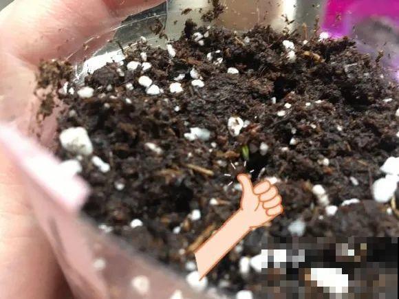 餐巾纸养花,成功率100%,简单又实用! 餐巾纸养花,成功率100%,简单又实用!