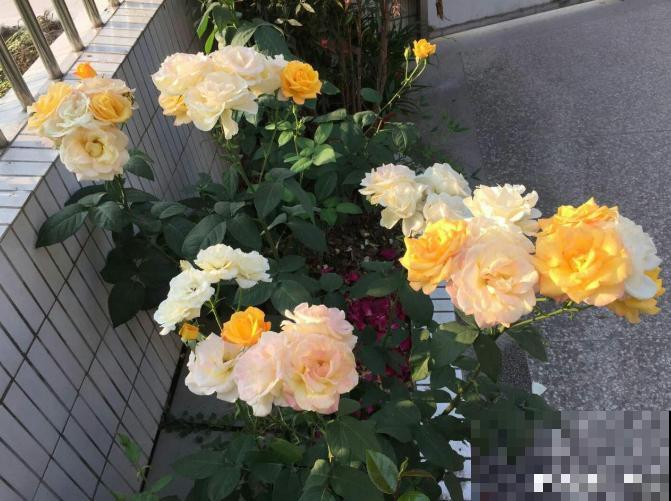 永远系列月季,个个都是经典品种,养一次就上瘾! 永远系列月季,个个都是经典品种,养一次就上瘾!