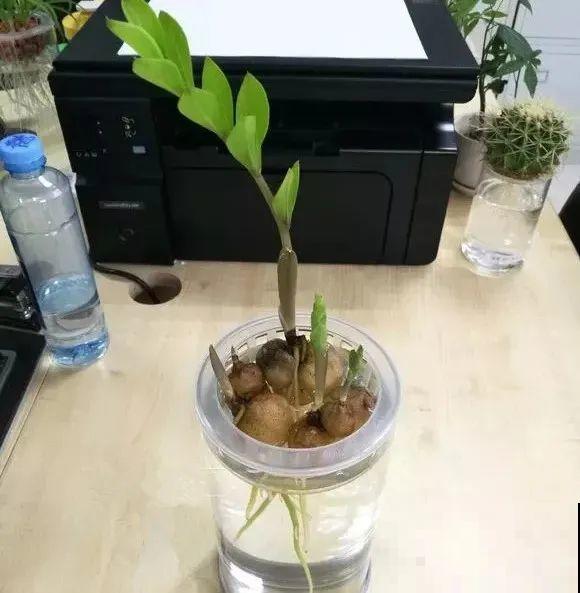 龟背竹长出长鞭子，连着茎一块砍下来，种土里就能活