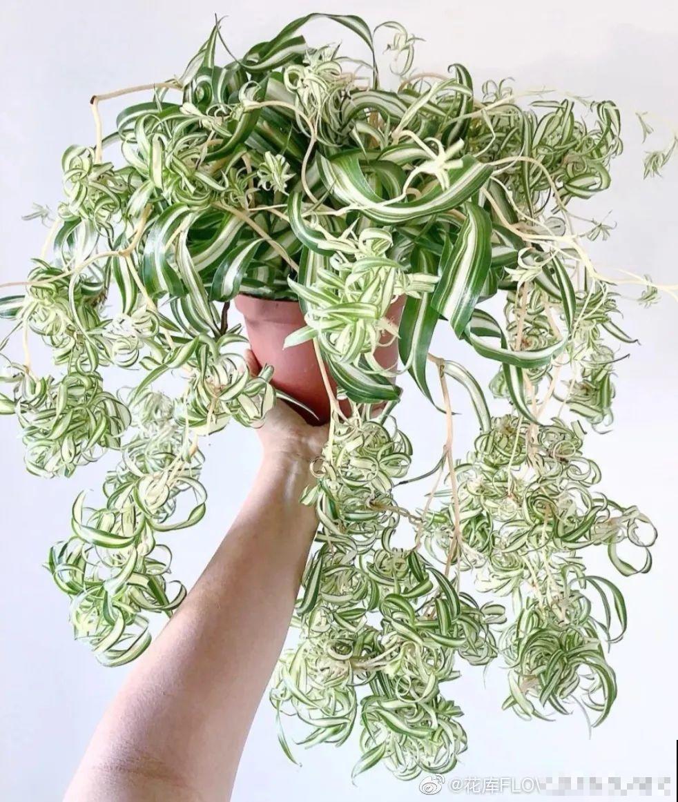 新买一盆花,叶子五颜六色,真怀疑它是不是喷药了? 新买一盆花,叶子五颜六色,真怀疑它是不是喷药了?