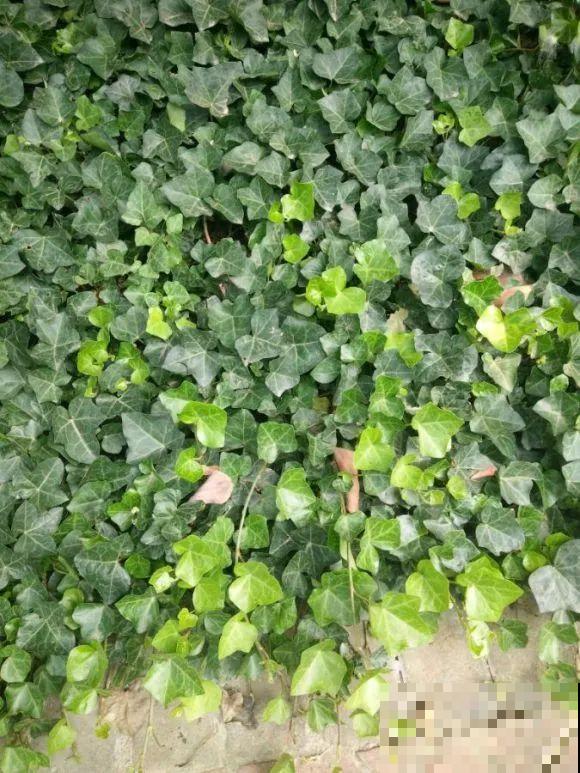 别花钱买了,这花野生一大堆,挖还是不挖? 别花钱买了,这花野生一大堆,挖还是不挖?