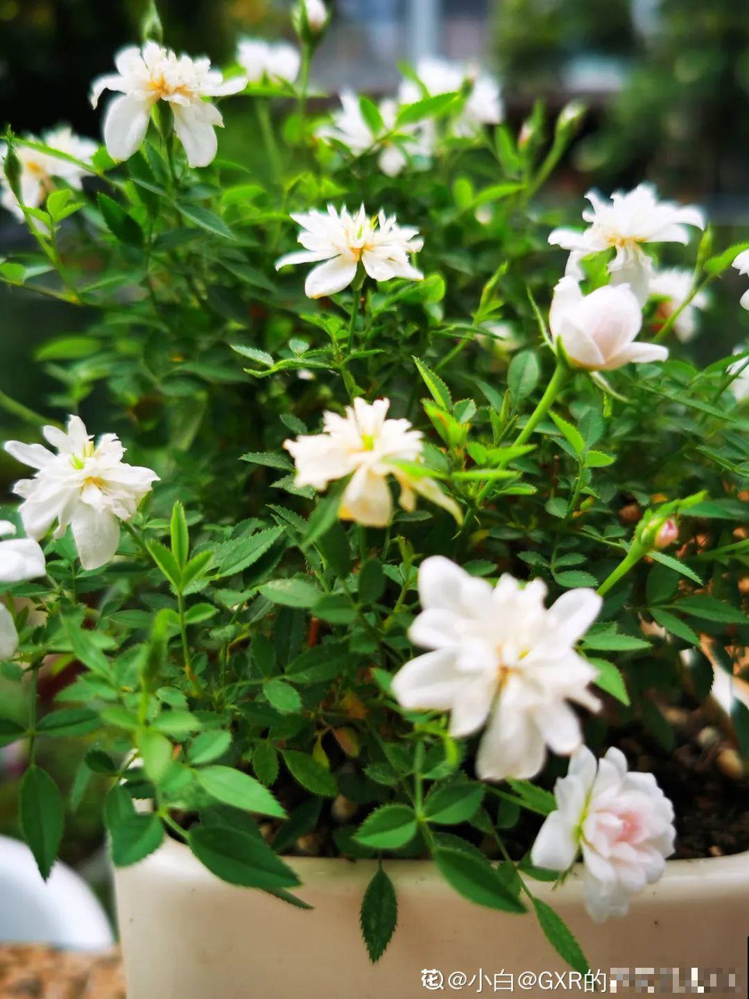花盆越大越好看？错了，小盆种花美到窒息！